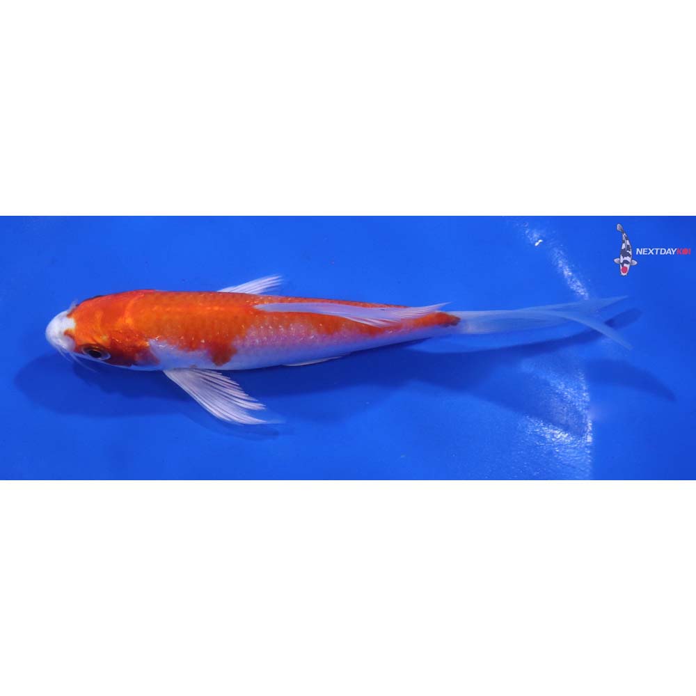 5.5” Imported Hariwake Butterfly Koi