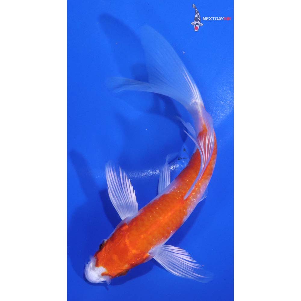 5.5” Imported Hariwake Butterfly Koi