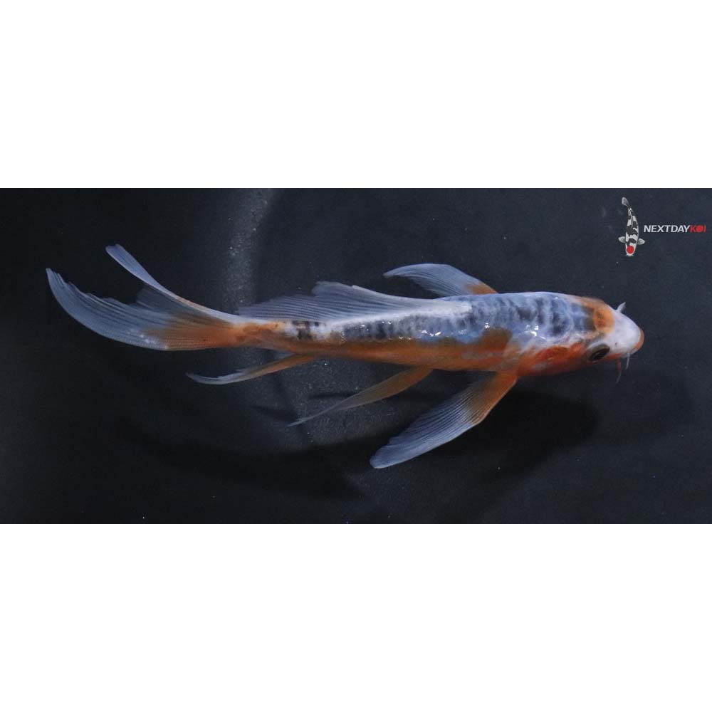 6” Imported Shusui Butterfly Koi