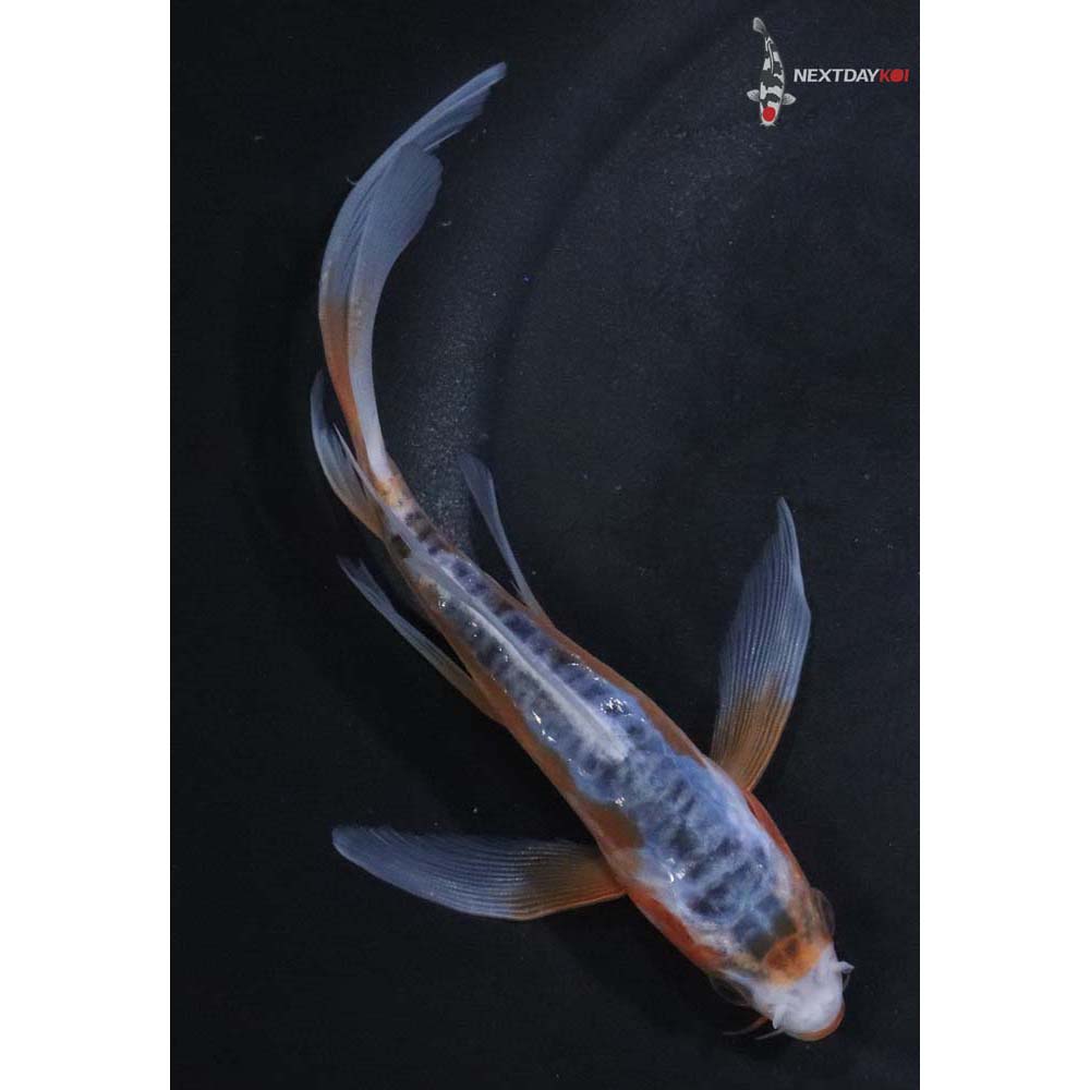 6” Imported Shusui Butterfly Koi