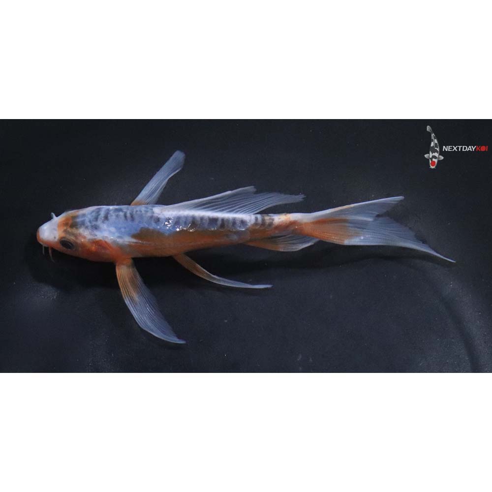 6” Imported Shusui Butterfly Koi