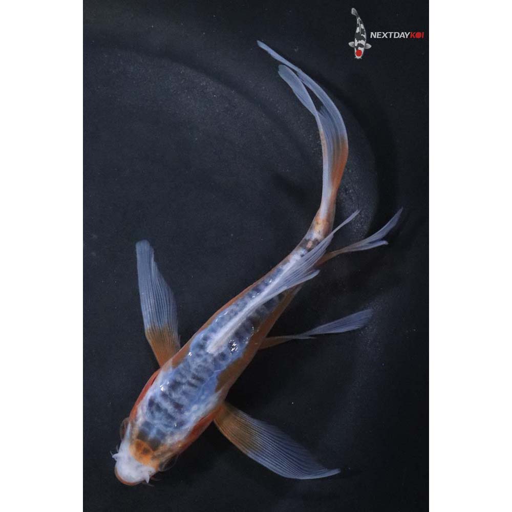 6” Imported Shusui Butterfly Koi