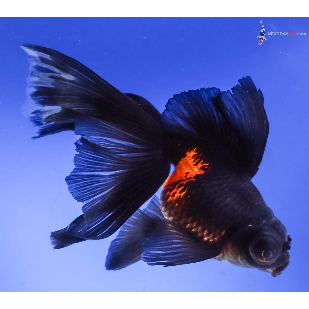 5.5” Imported Red and Black Butterfly Tail
