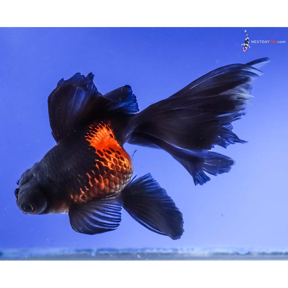 5.5” Imported Red and Black Butterfly Tail