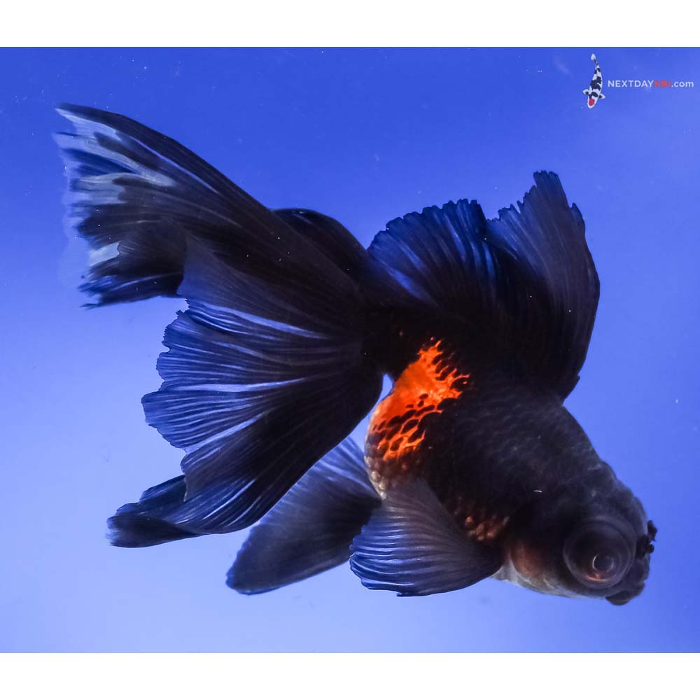 5.5” Imported Red and Black Butterfly Tail