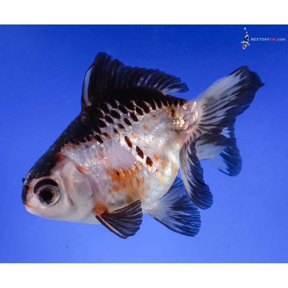 4” Imported Tri Color Butterfly Tail
