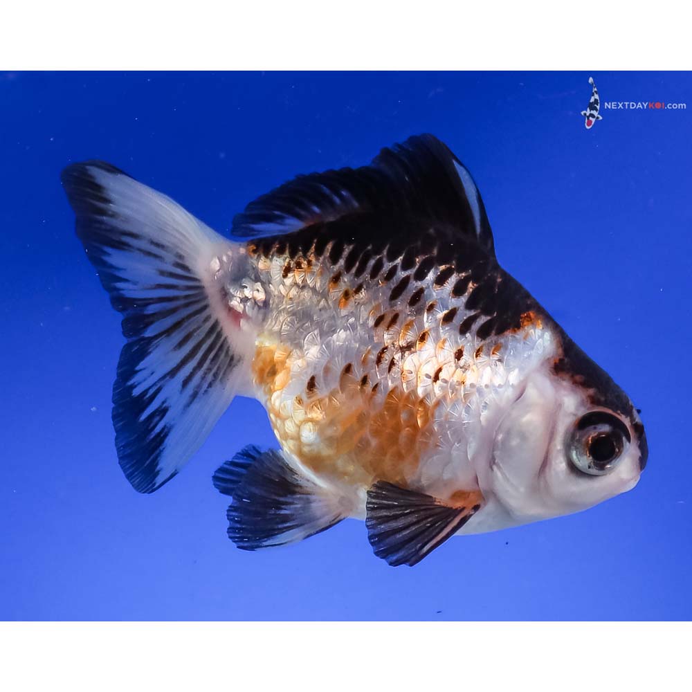 4” Imported Tri Color Butterfly Tail