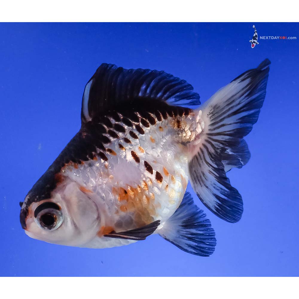 4” Imported Tri Color Butterfly Tail