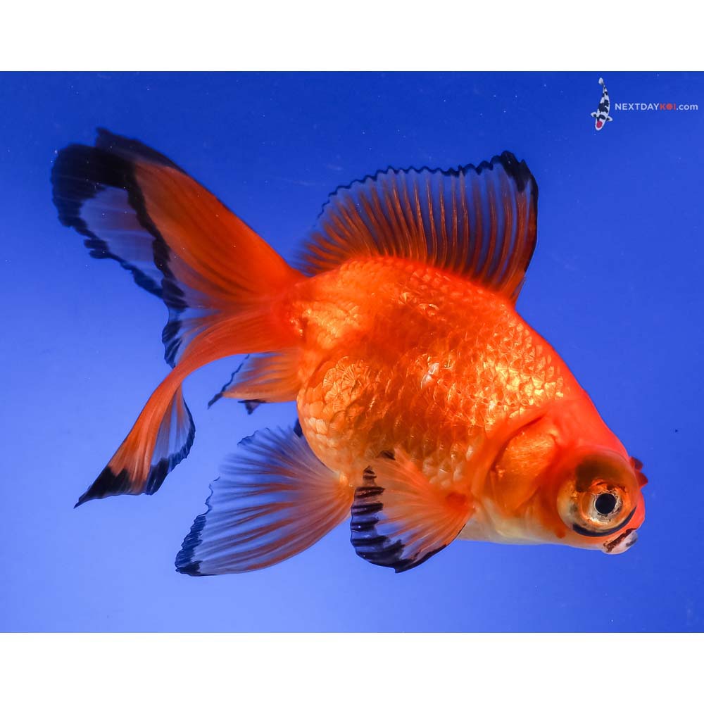 5” Imported Red Butterfly Tail