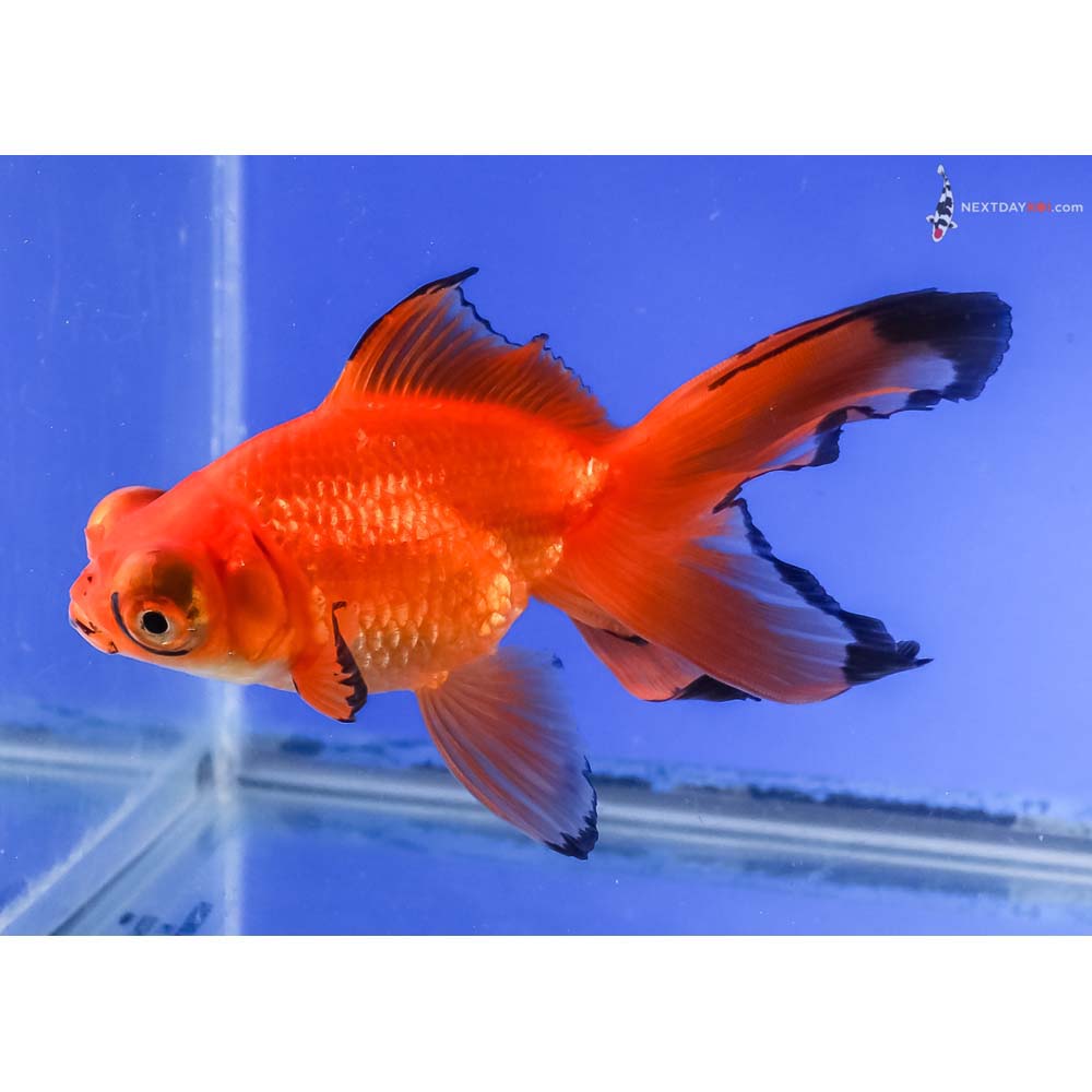 5” Imported Red Butterfly Tail