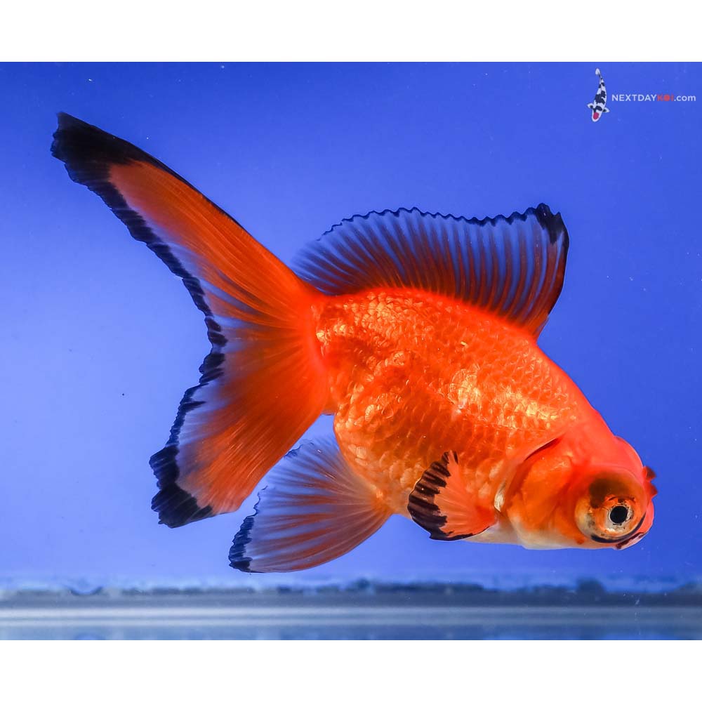 5” Imported Red Butterfly Tail