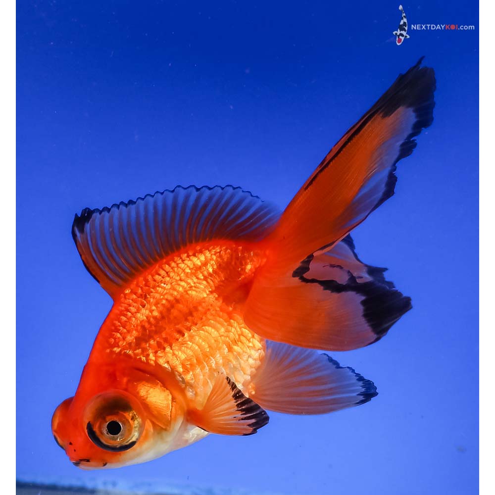 5” Imported Red Butterfly Tail