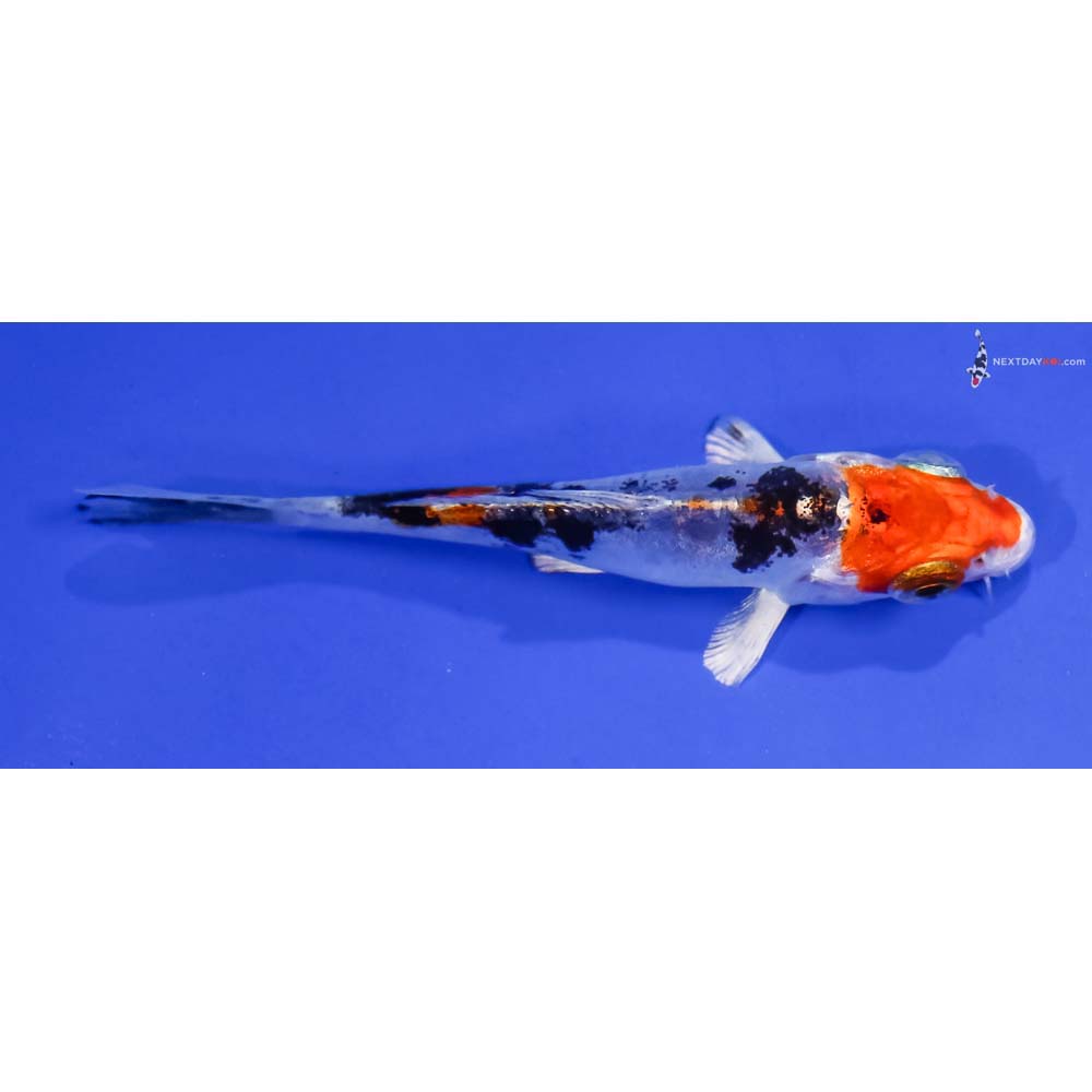 3” Imported Heisei Nishiki