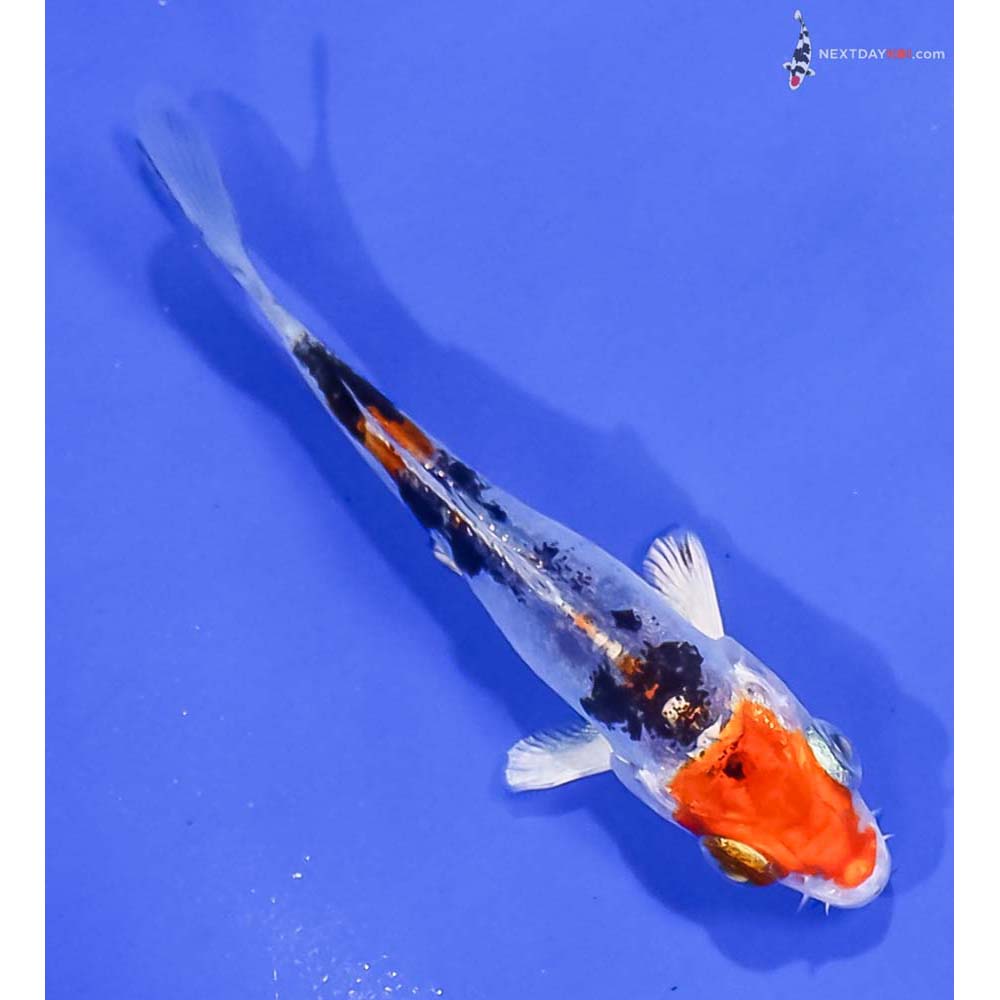 3” Imported Heisei Nishiki