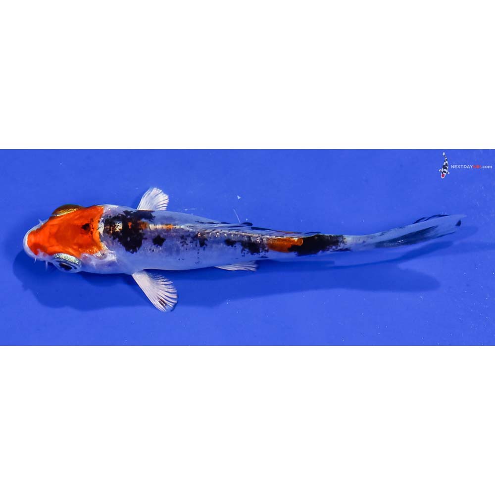 3” Imported Heisei Nishiki