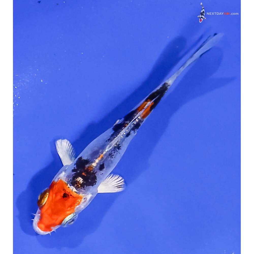 3” Imported Heisei Nishiki