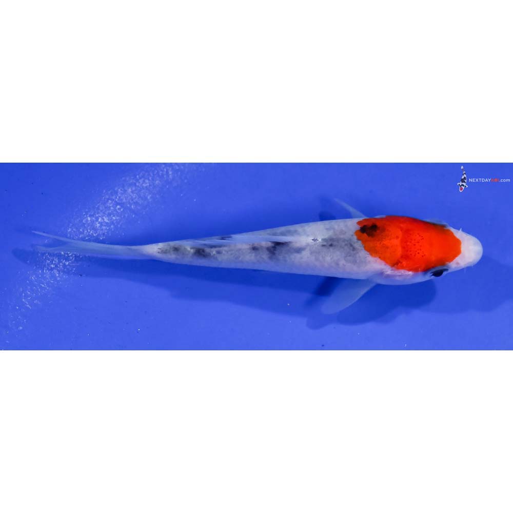 3.5” Imported Sanke