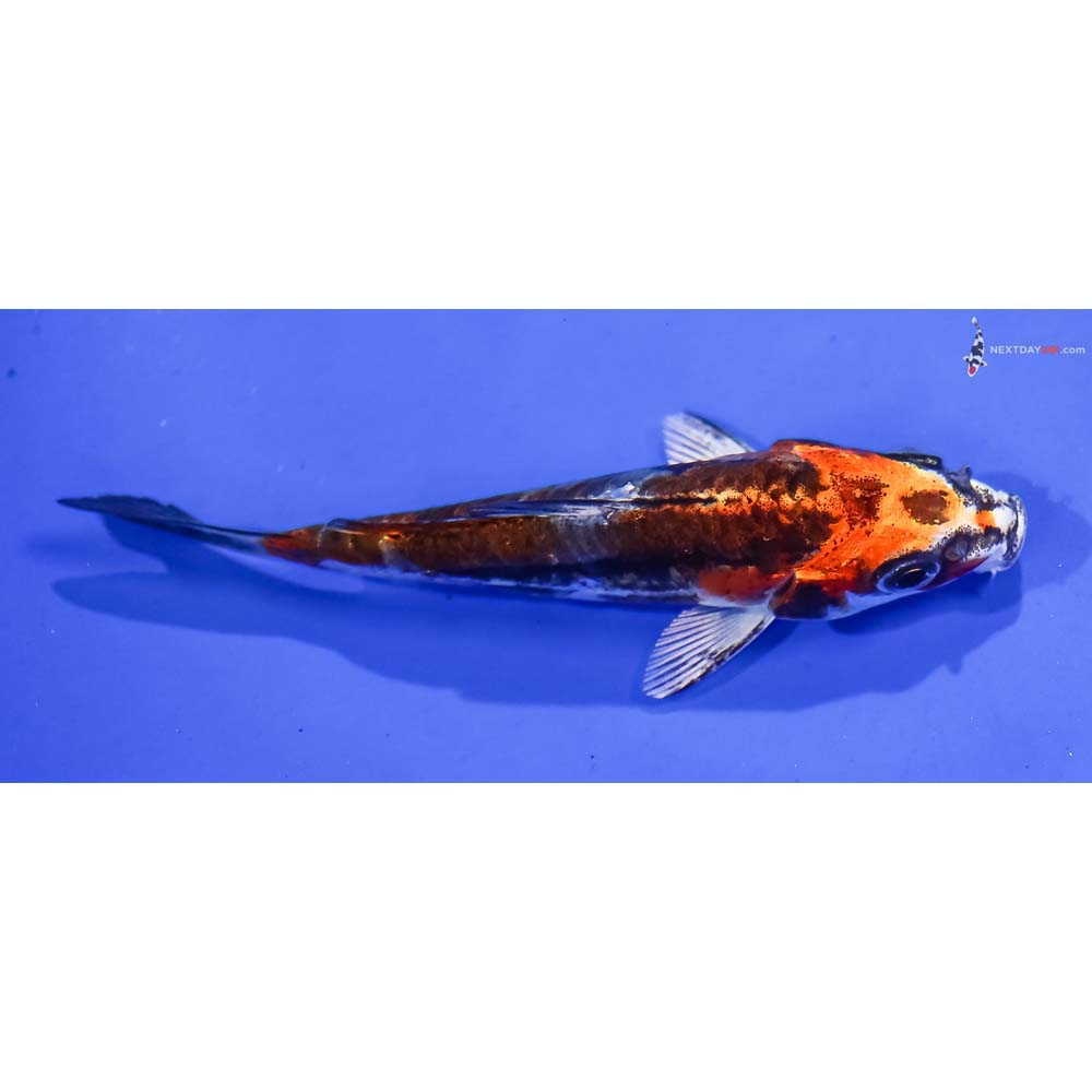 3.5” Imported Kin Kikokuryu