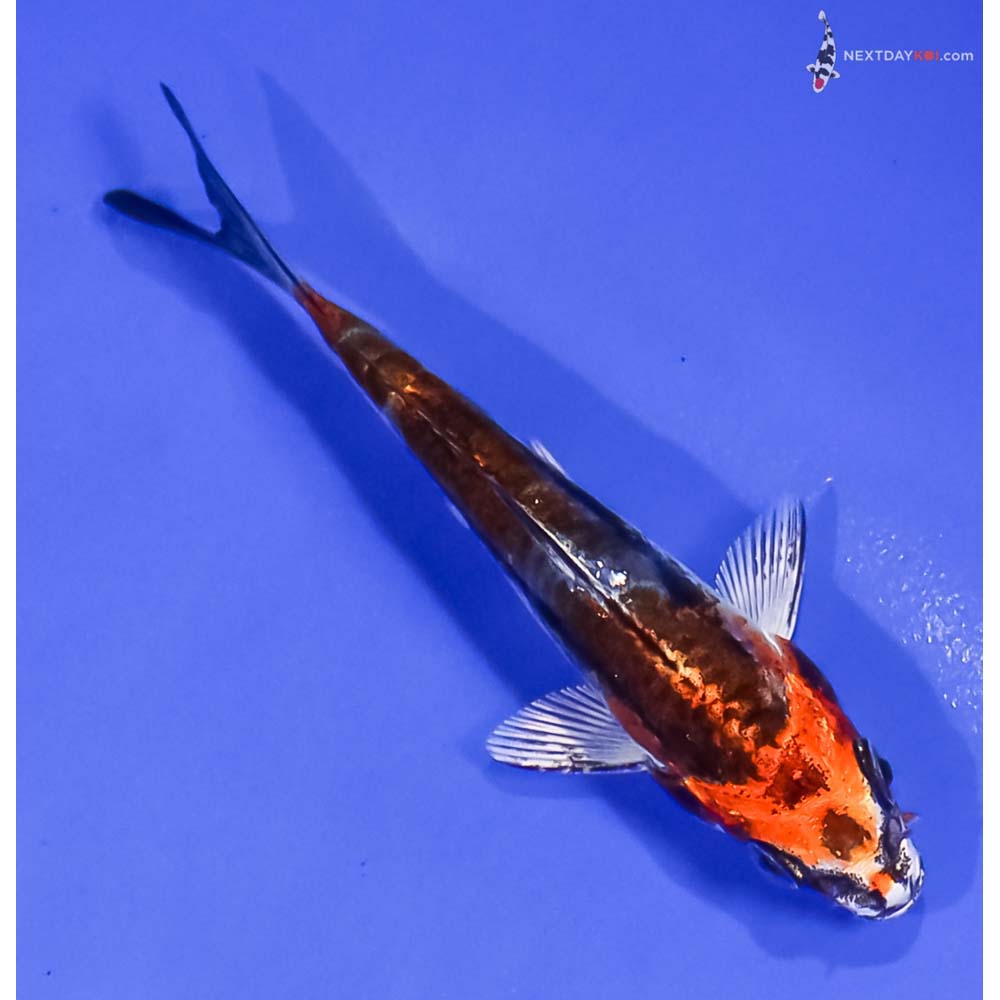 3.5” Imported Kin Kikokuryu