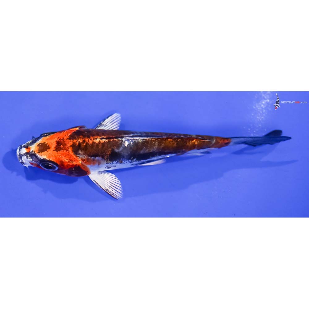 3.5” Imported Kin Kikokuryu