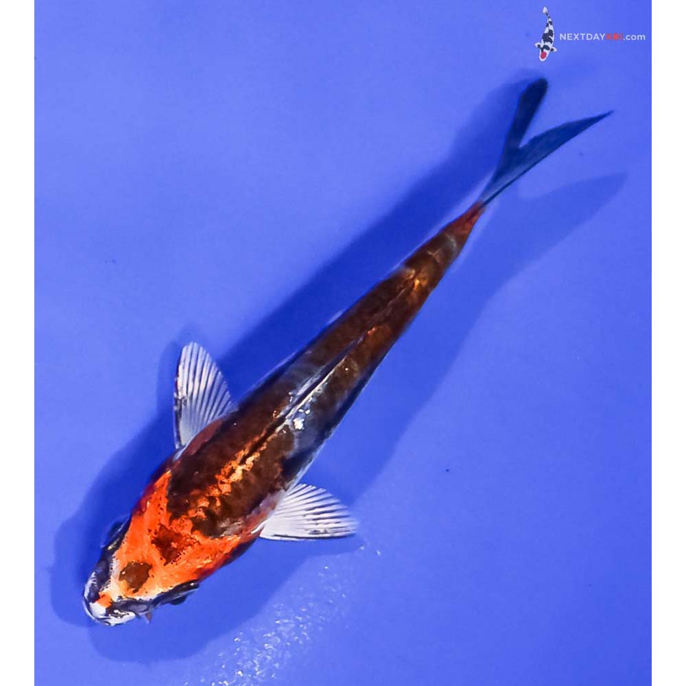 3.5” Imported Kin Kikokuryu