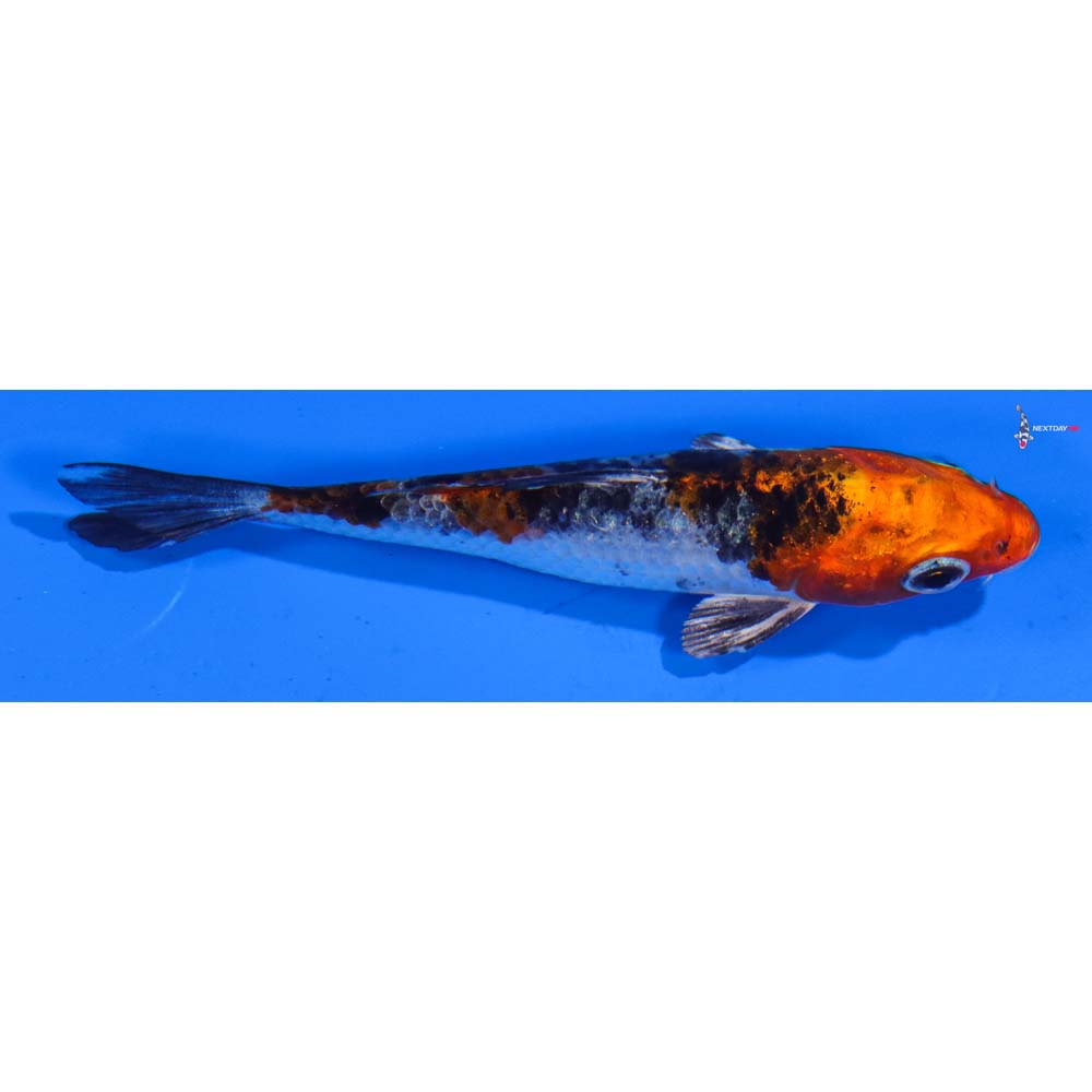 3.5” Imported Kujaku