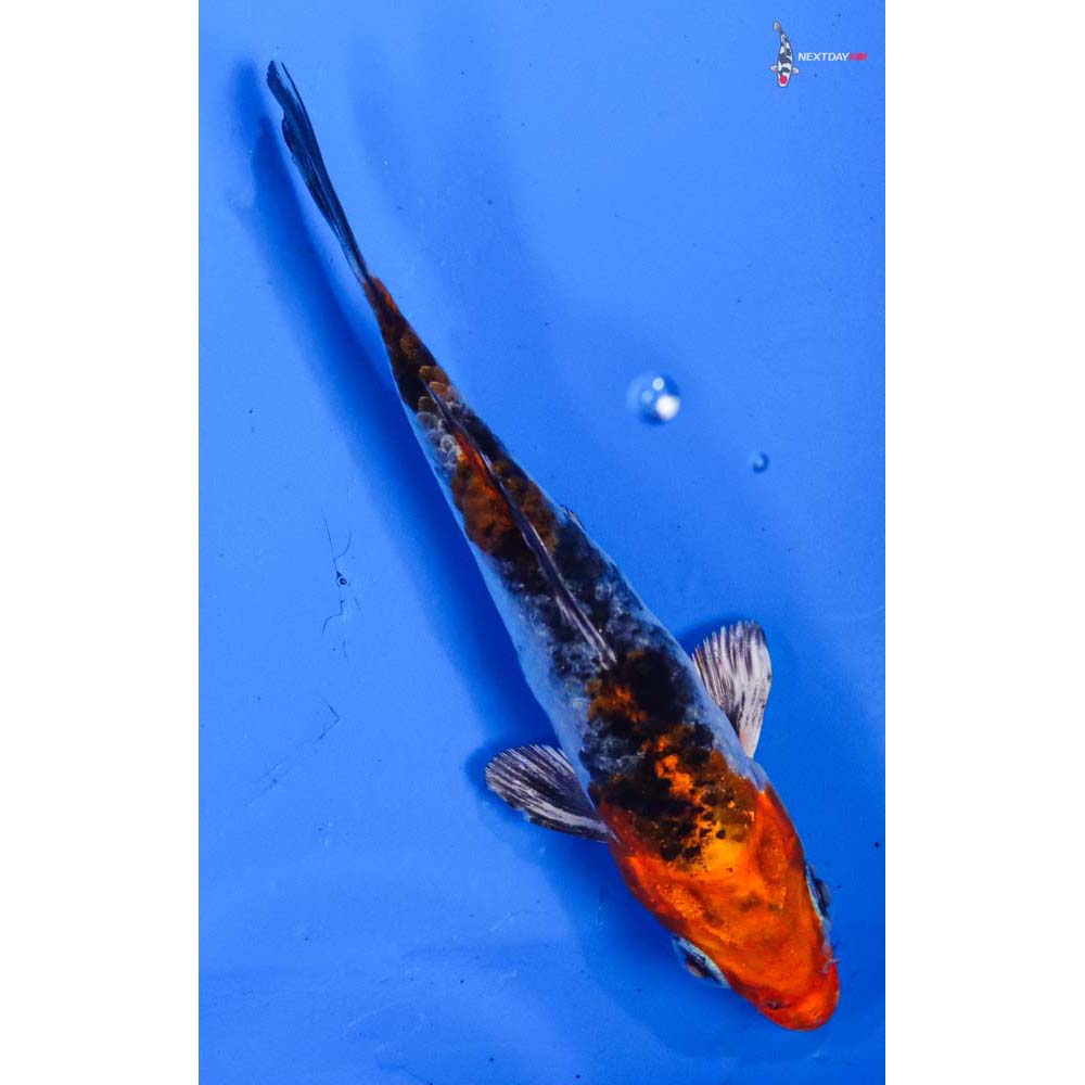 3.5” Imported Kujaku