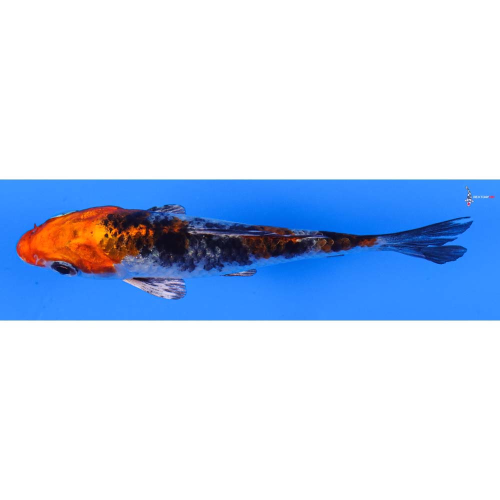 3.5” Imported Kujaku