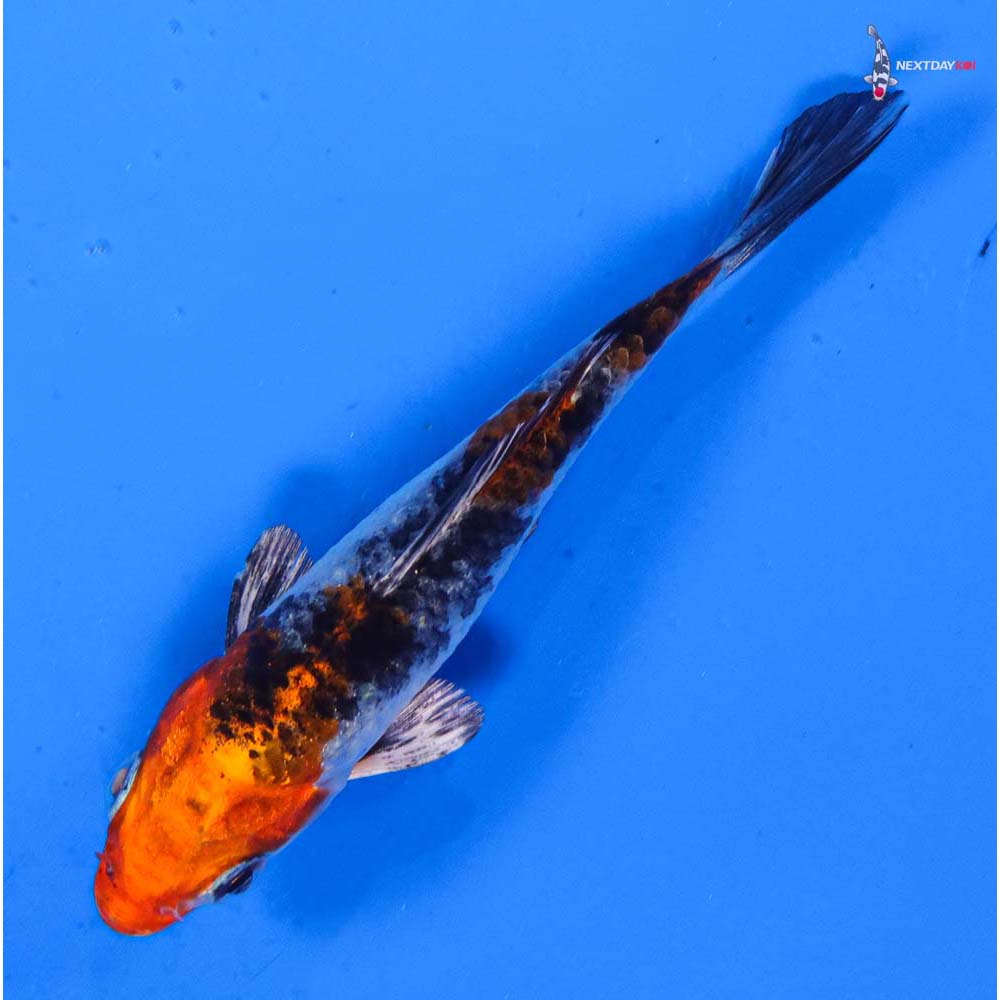 3.5” Imported Kujaku