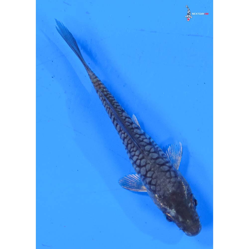 3.5” Imported Armor Scaled Soragoi