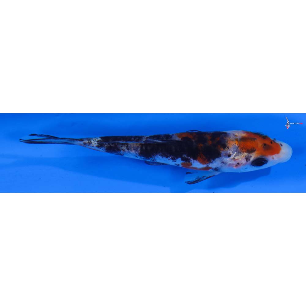 3.5” Imported Doitsu Sanke