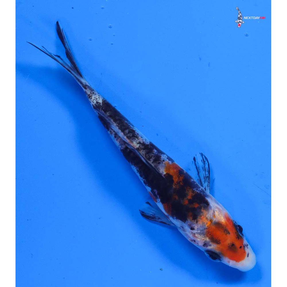 3.5” Imported Doitsu Sanke
