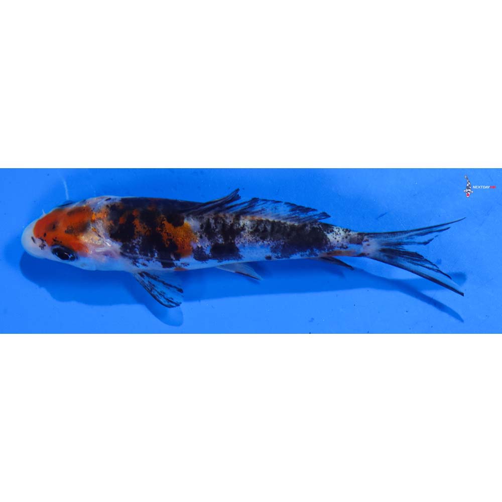 3.5” Imported Doitsu Sanke