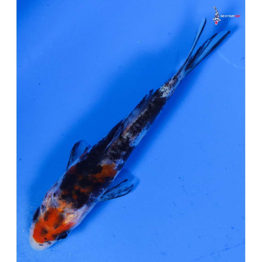 3.5” Imported Doitsu Sanke