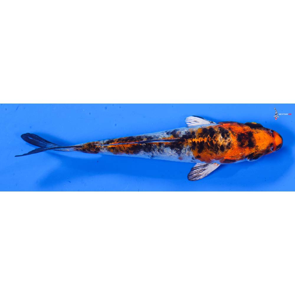 3.5” Imported Yamato Nishiki