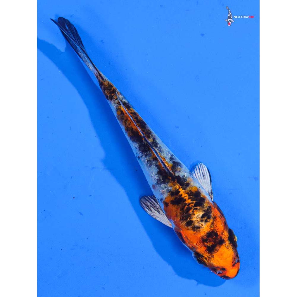 3.5” Imported Yamato Nishiki