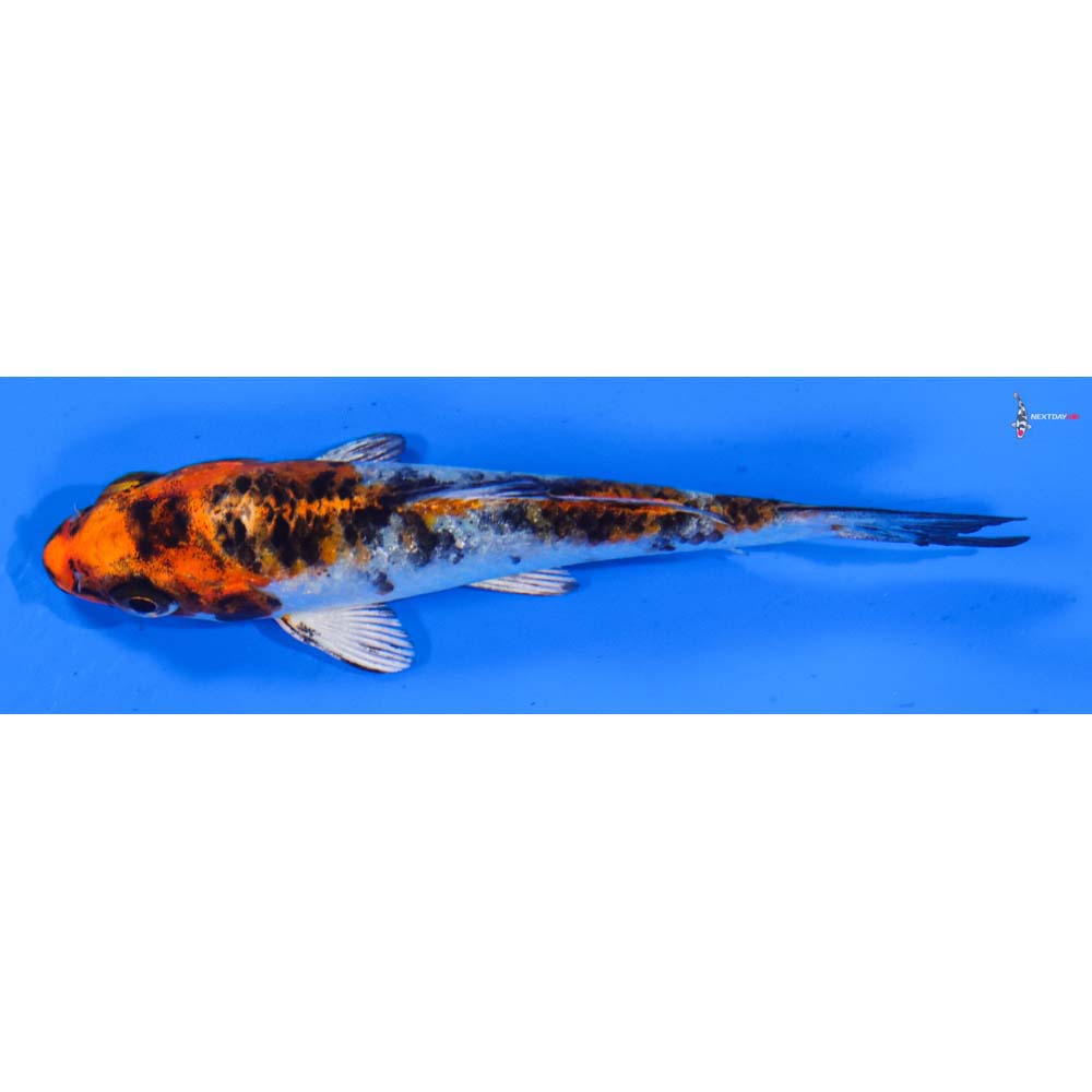 3.5” Imported Yamato Nishiki