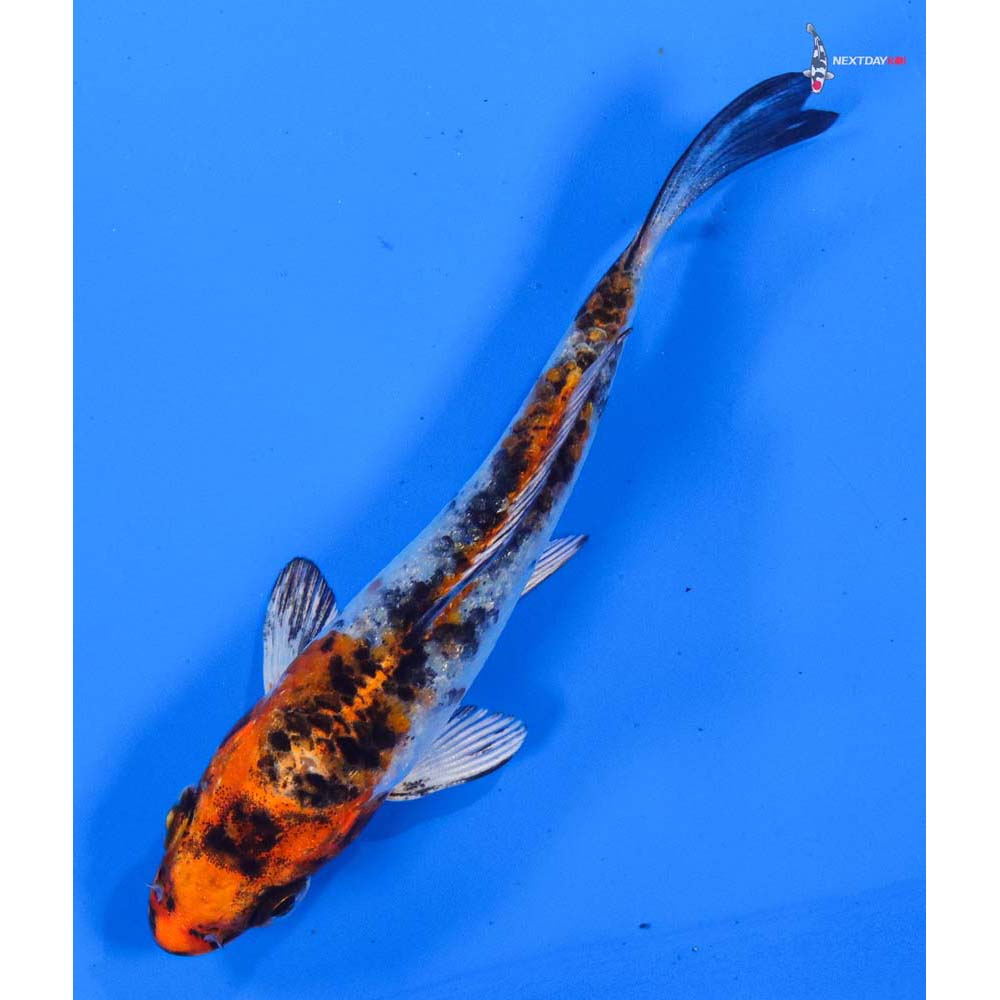 3.5” Imported Yamato Nishiki
