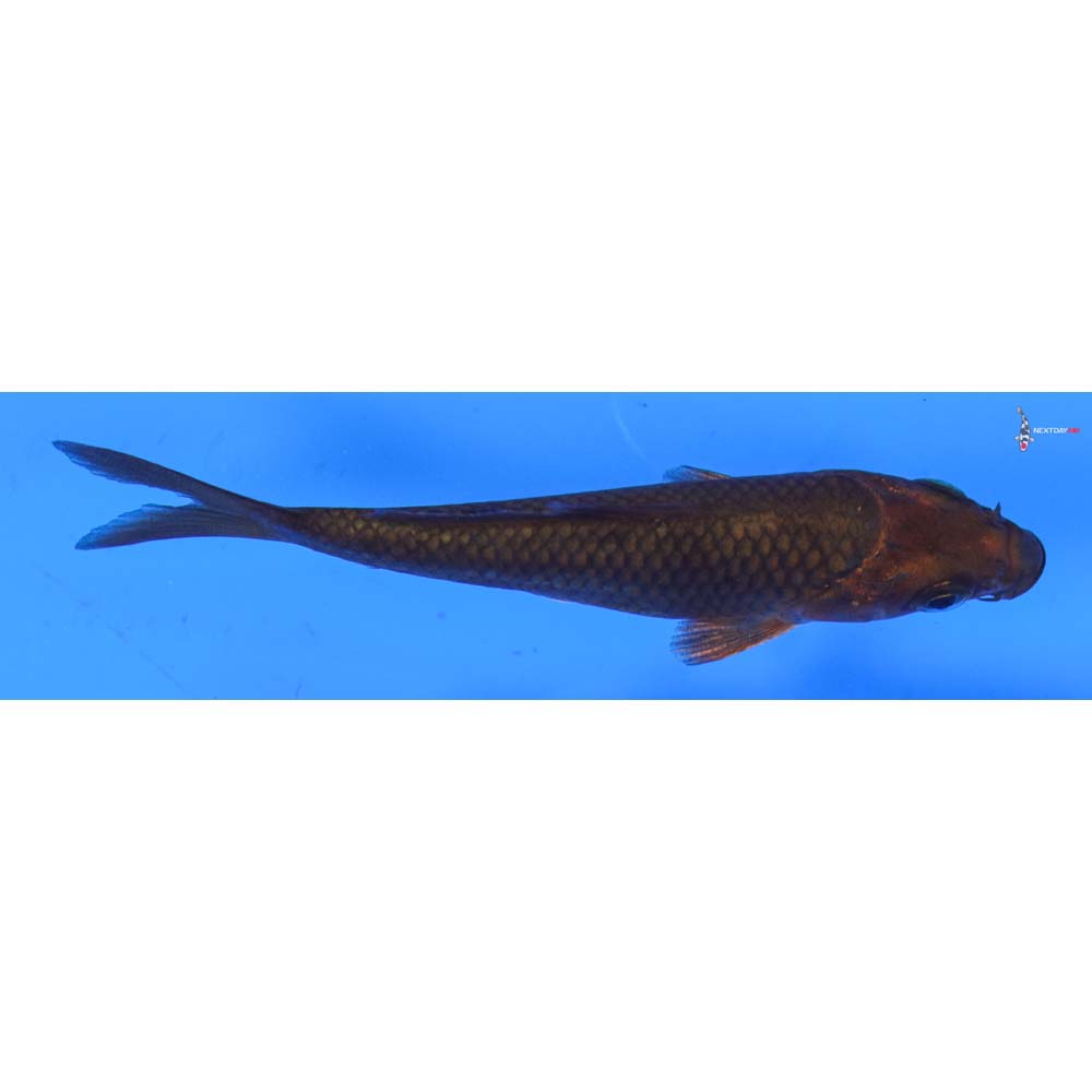 3.5” Imported Chagoi