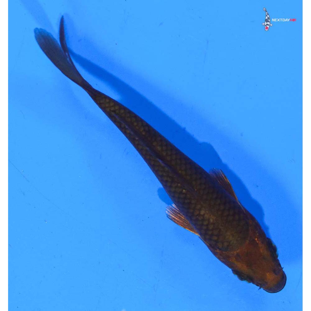 3.5” Imported Chagoi