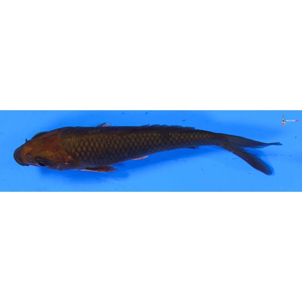 3.5” Imported Chagoi