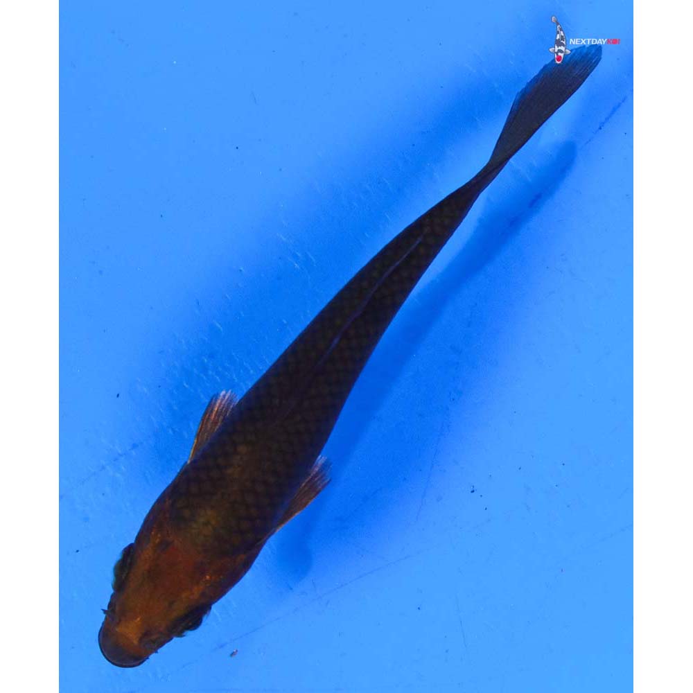 3.5” Imported Chagoi