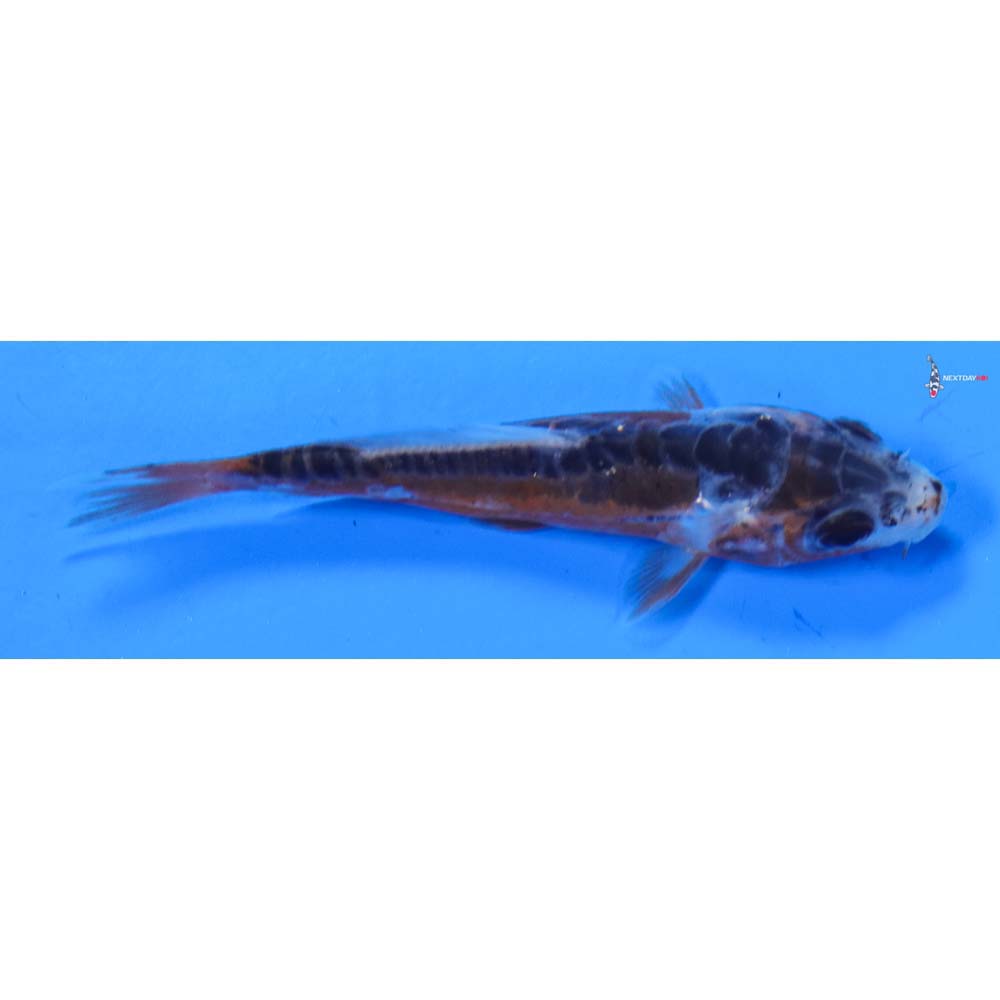 3” Imported Shusui