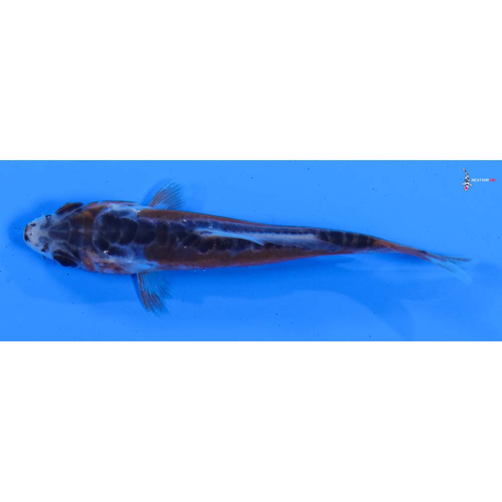 3” Imported Shusui
