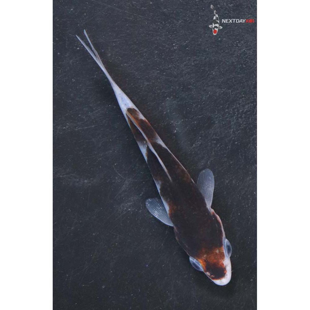 3” Imported Goromo