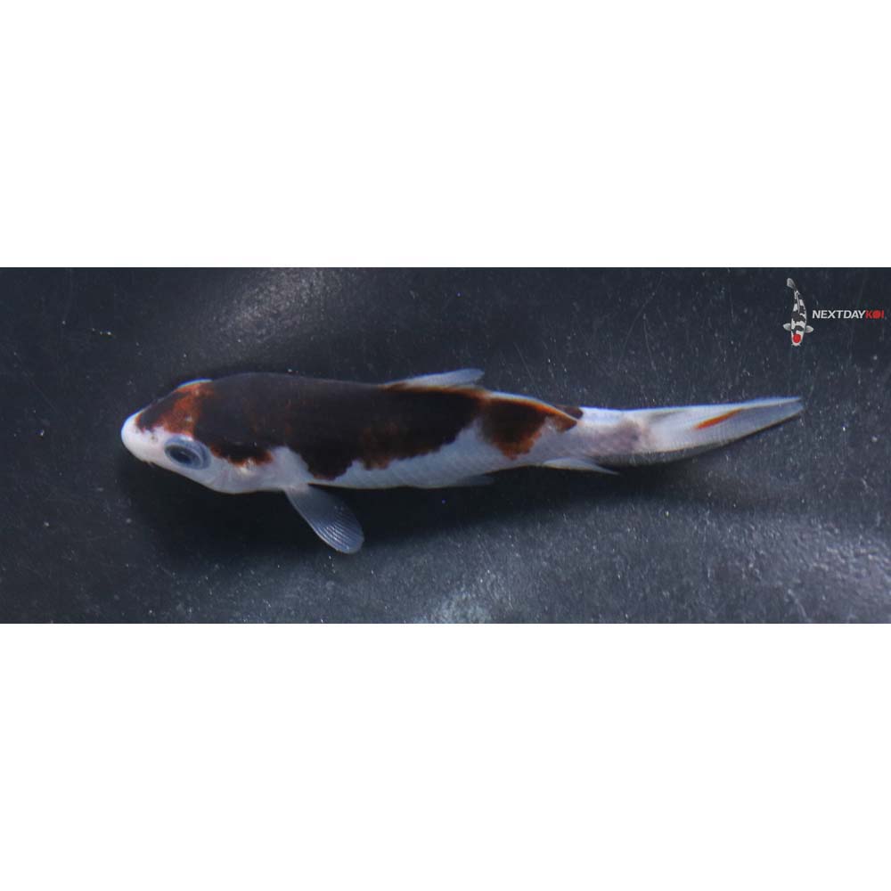 3” Imported Goromo