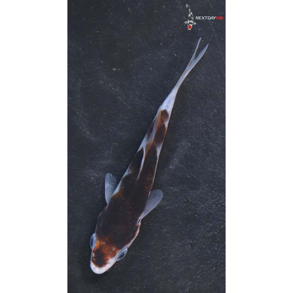 3” Imported Goromo