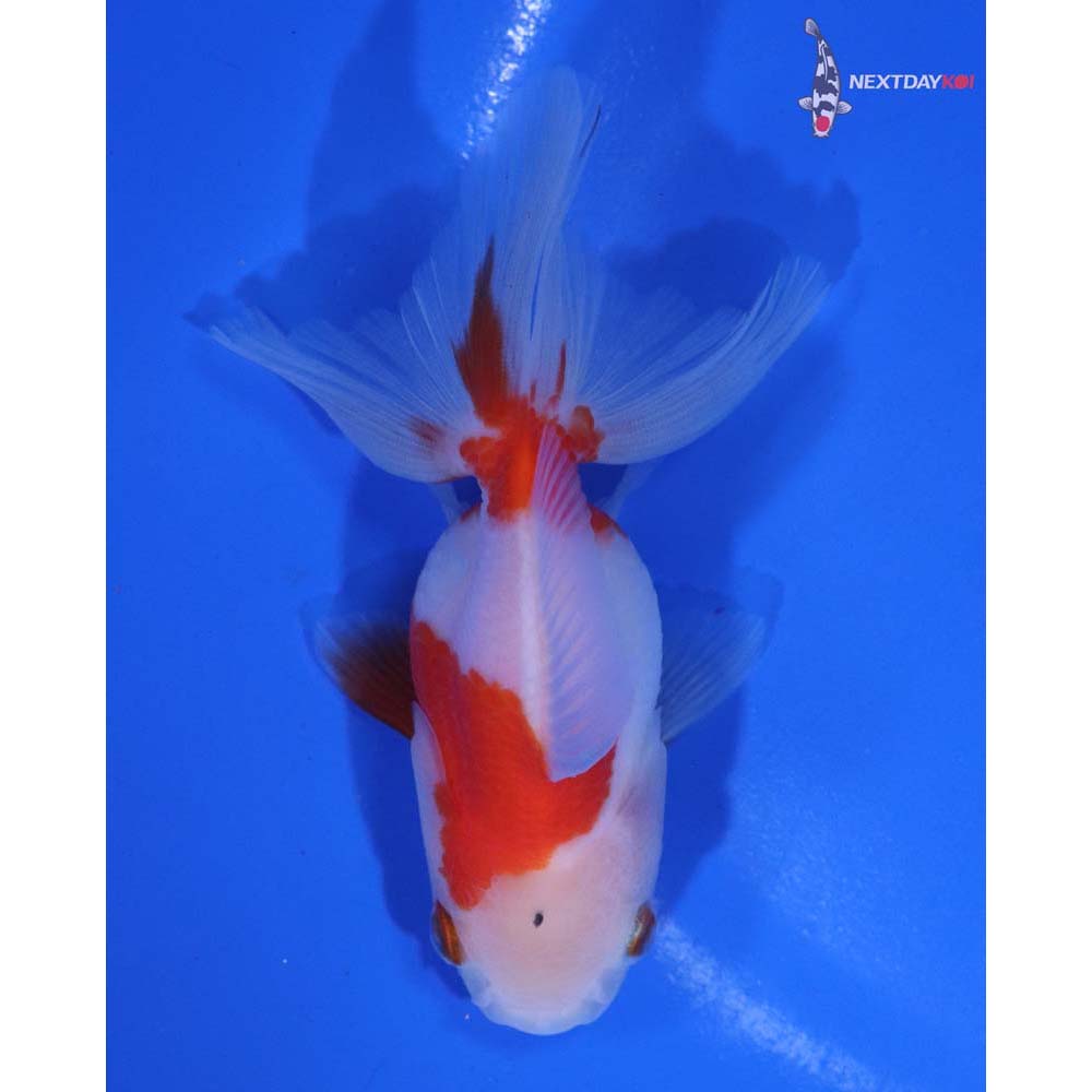 3.5” Imported Red and White Oranda