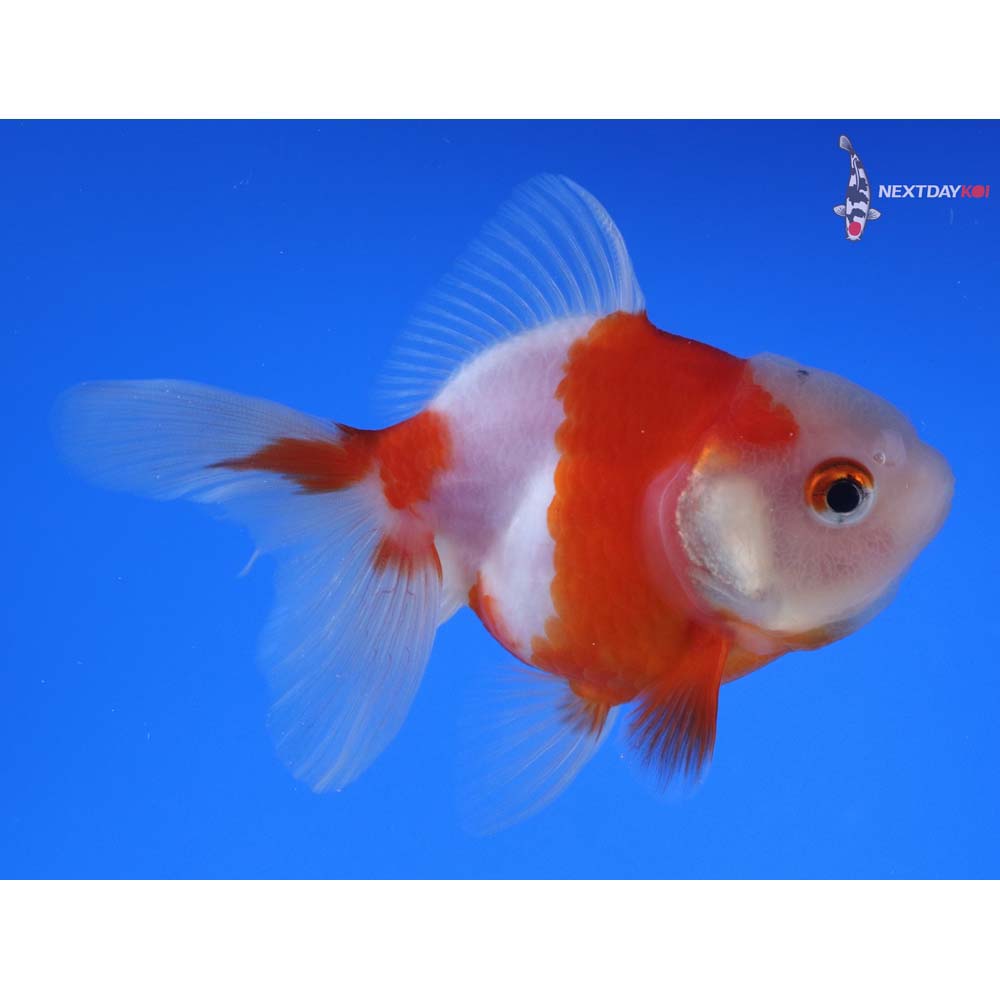 3.5” Imported Red and White Oranda