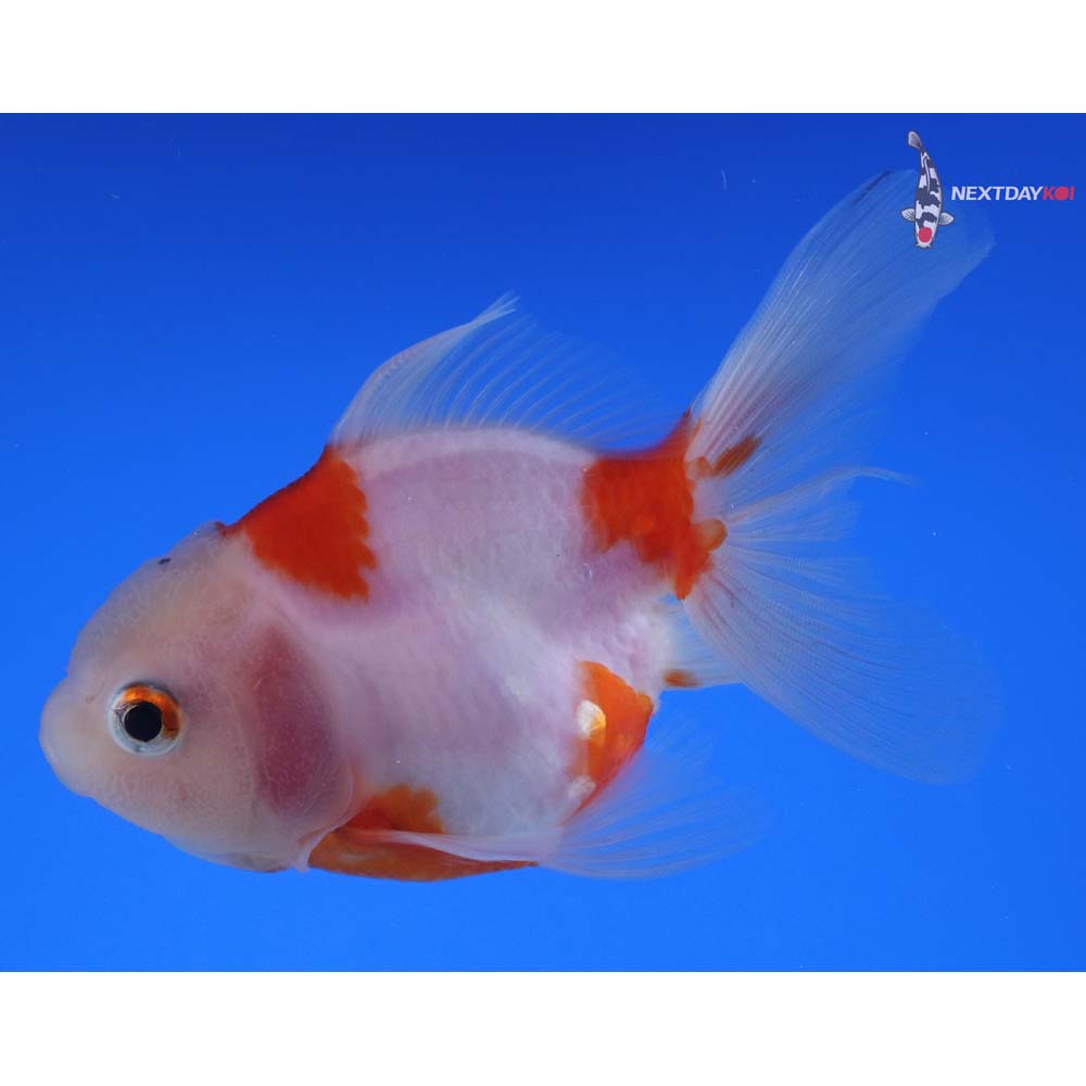 3.5” Imported Red and White Oranda
